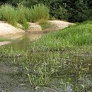 Sagittario-Sparganietum emersi - szuwar strzałki wodnej i jeżogłówki pojedynczej