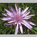 Scorzonera rosea (wężymord górski)