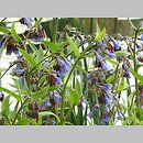Symphytum caucasicum (żywokost kaukaski)