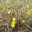 Asteraceae (astrowate s.l.)
