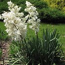 Yucca (jukka)