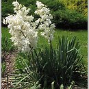 Agavoideae (agawowate)