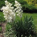Yucca filamentosa (jukka karolińska)