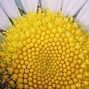 Leucanthemum (jastrun)