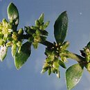Paronychioideae (goździkowate z przylistkami, kwiaty niepozorne)