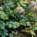 Acaena (acena)