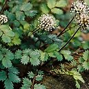 Acaena microphylla (acena drobnolistna)