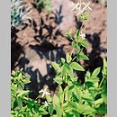 Clematis (powojnik)