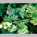 Morus alba (morwa biała)