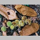 Castanea crenata (kasztan jadalny (japoński))