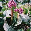 Bergenia cordifolia (bergenia sercowata)