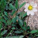 Dryas (dębik)