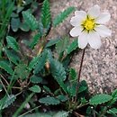 Dryas octopetala (dębik ośmiopłatkowy)