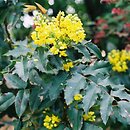 Mahonia (mahonia)