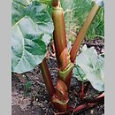 Rheum rhabarbarum (rabarbar kędzierzawy)