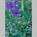 Viola dacica (fiołek dacki)
