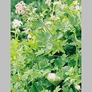 Chaerophyllum (świerząbek)