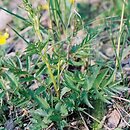 Pimpinella (biedrzeniec)