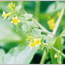 Tozzia alpina ssp. carpatica (tocja karpacka)