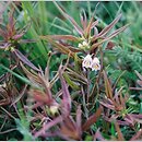 Melampyrum saxosum (pszeniec biały)