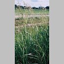 Calamagrostis (trzcinnik)