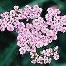 Achillea (krwawnik)