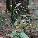 Lapsana communis (łoczyga pospolita)