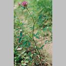 Trifolium medium (koniczyna pogięta)