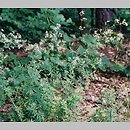Galium schultesii (przytulia Schultesa)