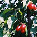 Cornus mas (dereń jadalny)