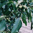 Juglandaceae (orzechowate)