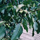 Juglans regia (orzech włoski)