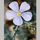 Linum (len)