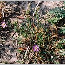 Spergularia (muchotrzew)