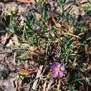 Spergularia rubra (muchotrzew polny)