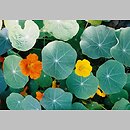 Tropaeolum (nasturcja)