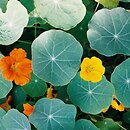 Tropaeolum majus (nasturcja większa)