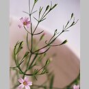 Gypsophila muralis (łyszczec polny)