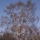 Betula (brzoza)