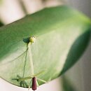 Ruscaceae (myszopłochowate)