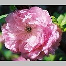 różowate (Rosaceae) krzewy i drzewa ogrodowe