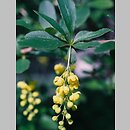Berberidaceae (berberysowate)
