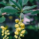 Berberis (berberys)