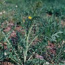 Sisymbrium altissimum (stulisz pannoński)