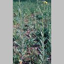 Sisymbrium (stulisz)