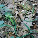 Stellaria-4 (gwiazdnice z łodygą 4-kanciastą)
