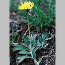 Hieracium s.l. (jastrzębiec  s.l.)