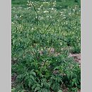 Anthriscus sylvestris (trybula leśna)
