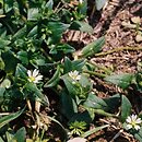 Cerastium holosteoides (rogownica pospolita)