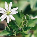 Myosoton aquaticum (kościenica wodna)